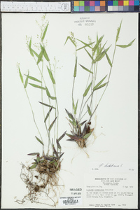 Panicum dichotomum image