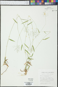 Panicum dichotomum image