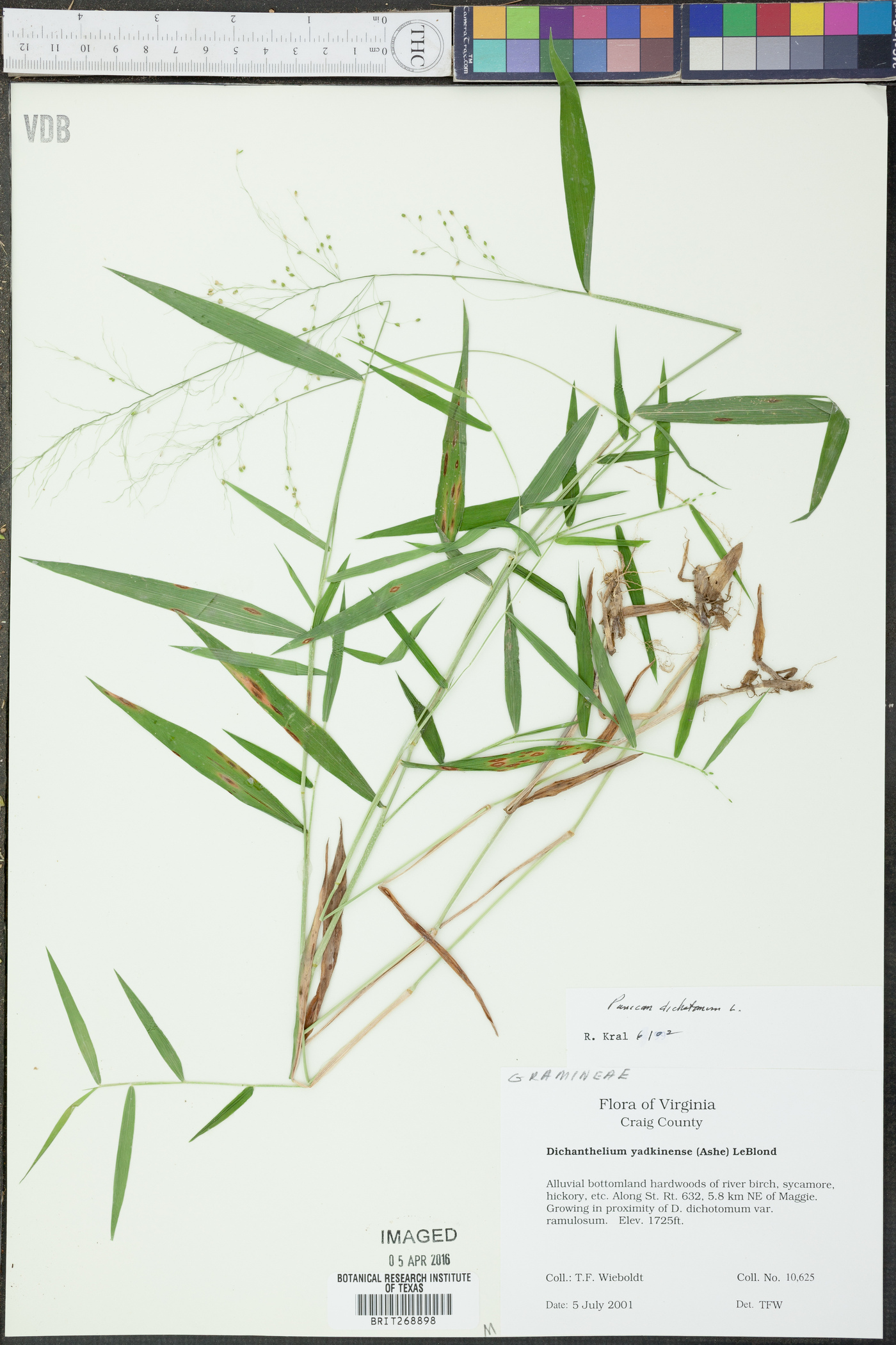 Panicum dichotomum image