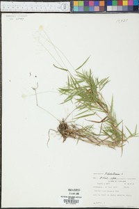 Panicum dichotomum image