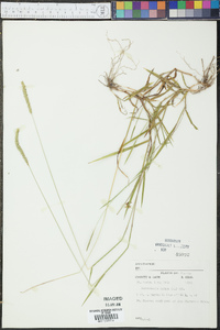Sacciolepis indica image