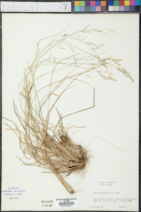 Poa sylvestris image