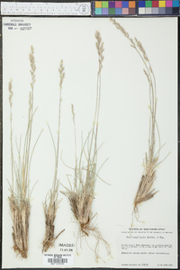 Poa fendleriana subsp. longiligula image