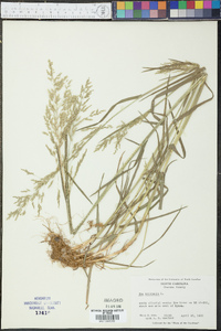 Poa trivialis image