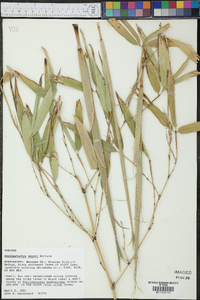 Phyllostachys meyeri image