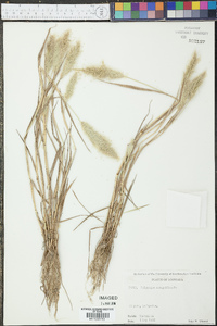 Polypogon monspeliensis image