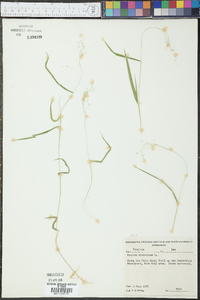 Panicum dichotomum image