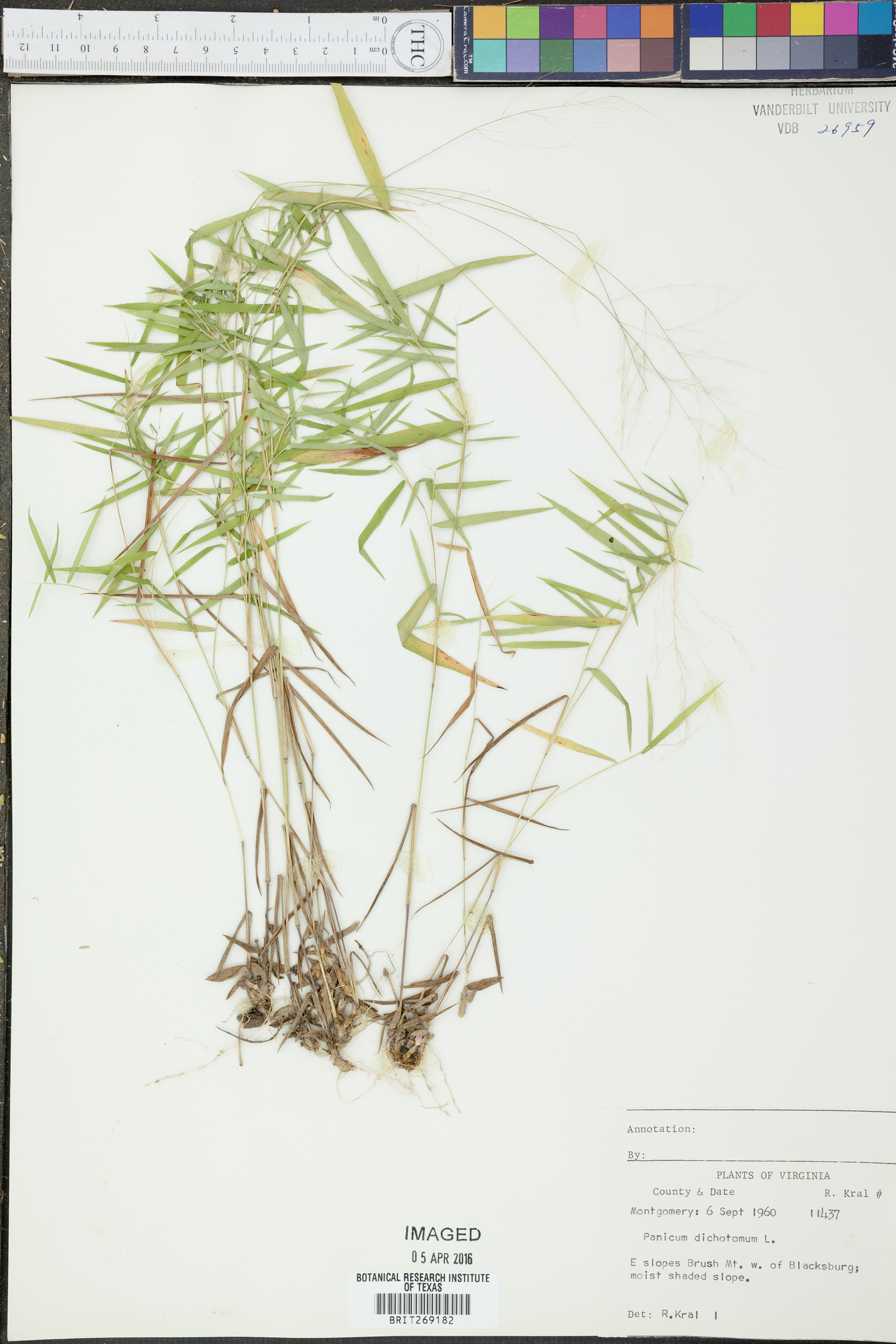 Panicum dichotomum image