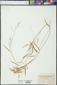 Panicum dichotomum var. lucidum image