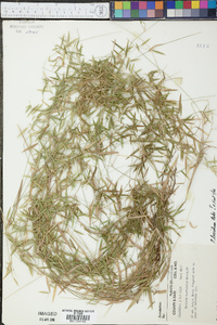 Panicum lucidum image