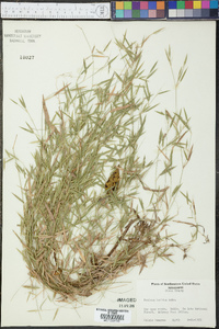 Panicum lucidum image