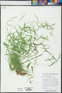 Panicum dichotomum var. lucidum image