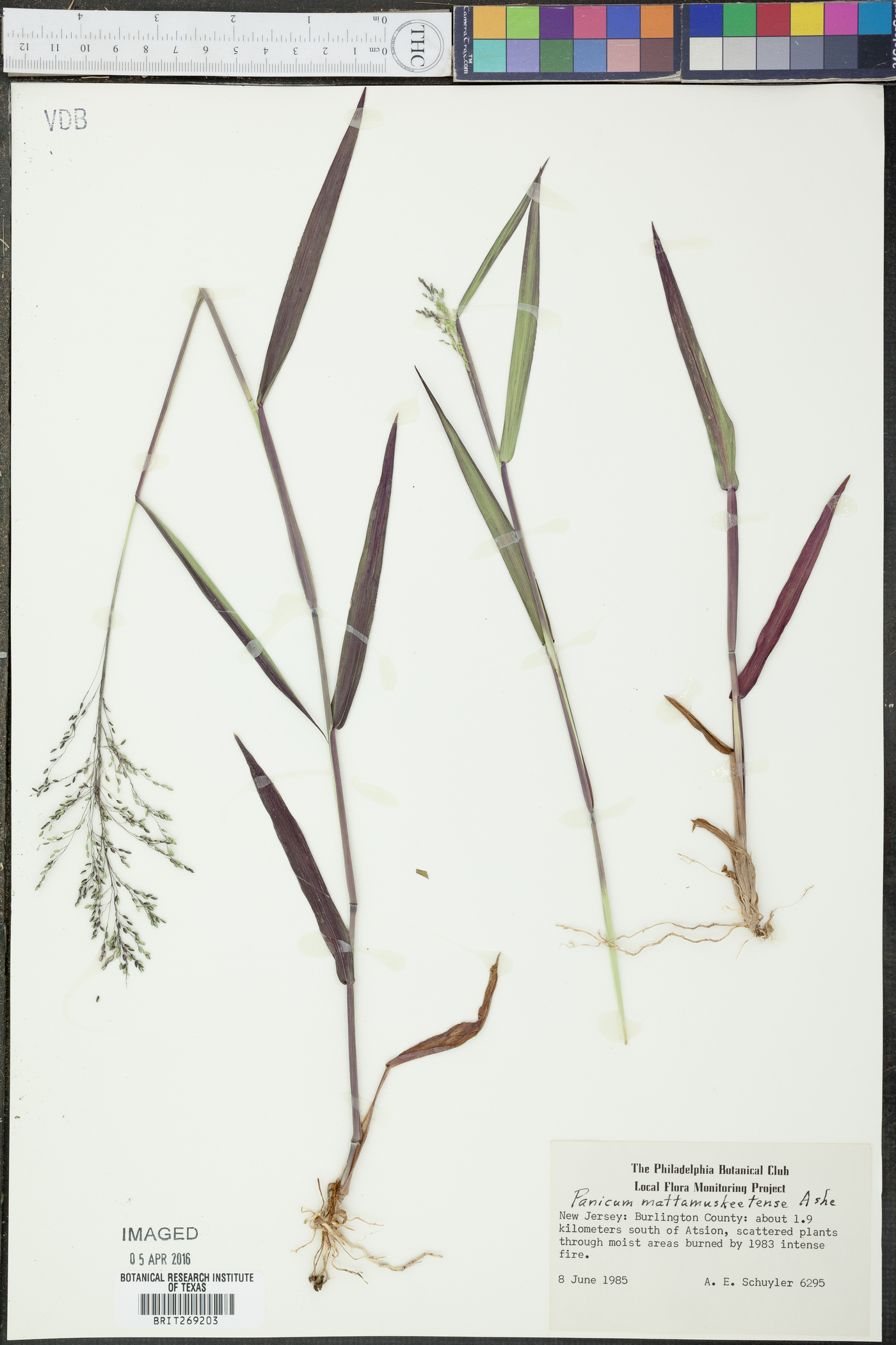 Panicum mattamuskeetense image