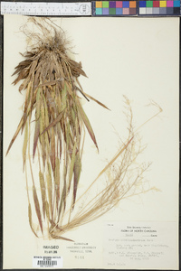 Panicum mattamuskeetense image