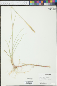 Spartina gracilis image