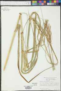 Spartina cynosuroides image