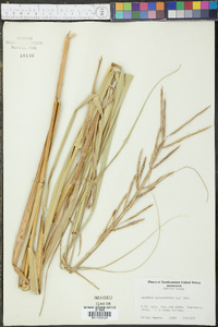 Spartina cynosuroides image