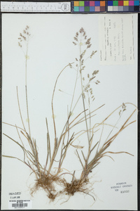 Poa cuspidata image