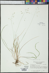 Poa cuspidata image