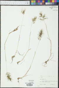 Poa bulbosa image