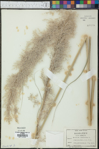 Saccharum arundinaceum image