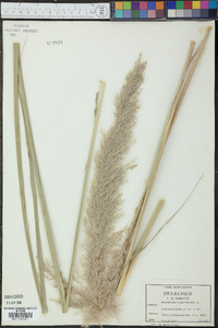 Saccharum arundinaceum image