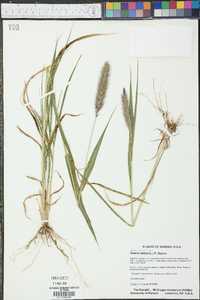 Setaria italica image