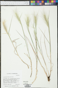 Elymus multisetus image