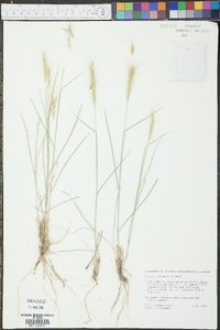 Elymus multisetus image