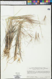 Elymus multisetus image