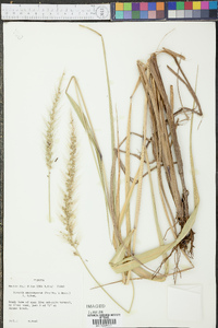 Setaria macrosperma image