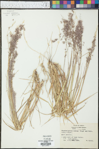 Melinis repens image