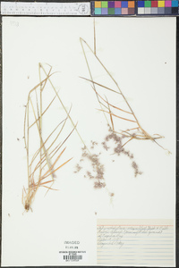 Melinis repens image