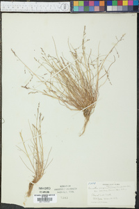 Puccinellia paupercula image