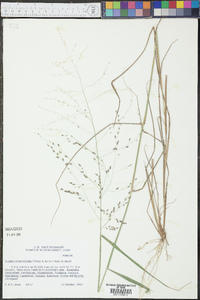 Tridens eragrostoides image