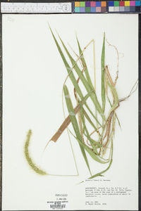 Setaria faberi image