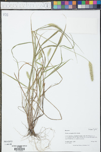 Setaria corrugata image