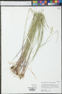 Setaria pumila image