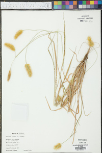 Pennisetum glaucum image