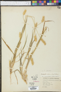 Pennisetum glaucum image