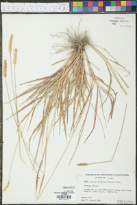 Pennisetum glaucum image