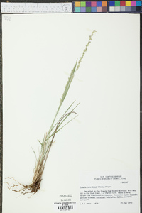 Setaria reverchonii image