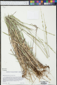 Setaria reverchonii subsp. firmula image