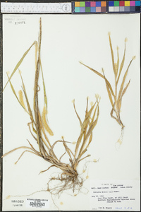 Pennisetum glaucum image