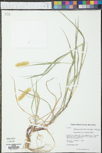 Setaria pumila image