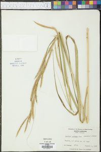 Spartina pectinata image