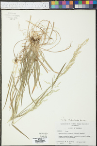 Sphenopholis nitida image