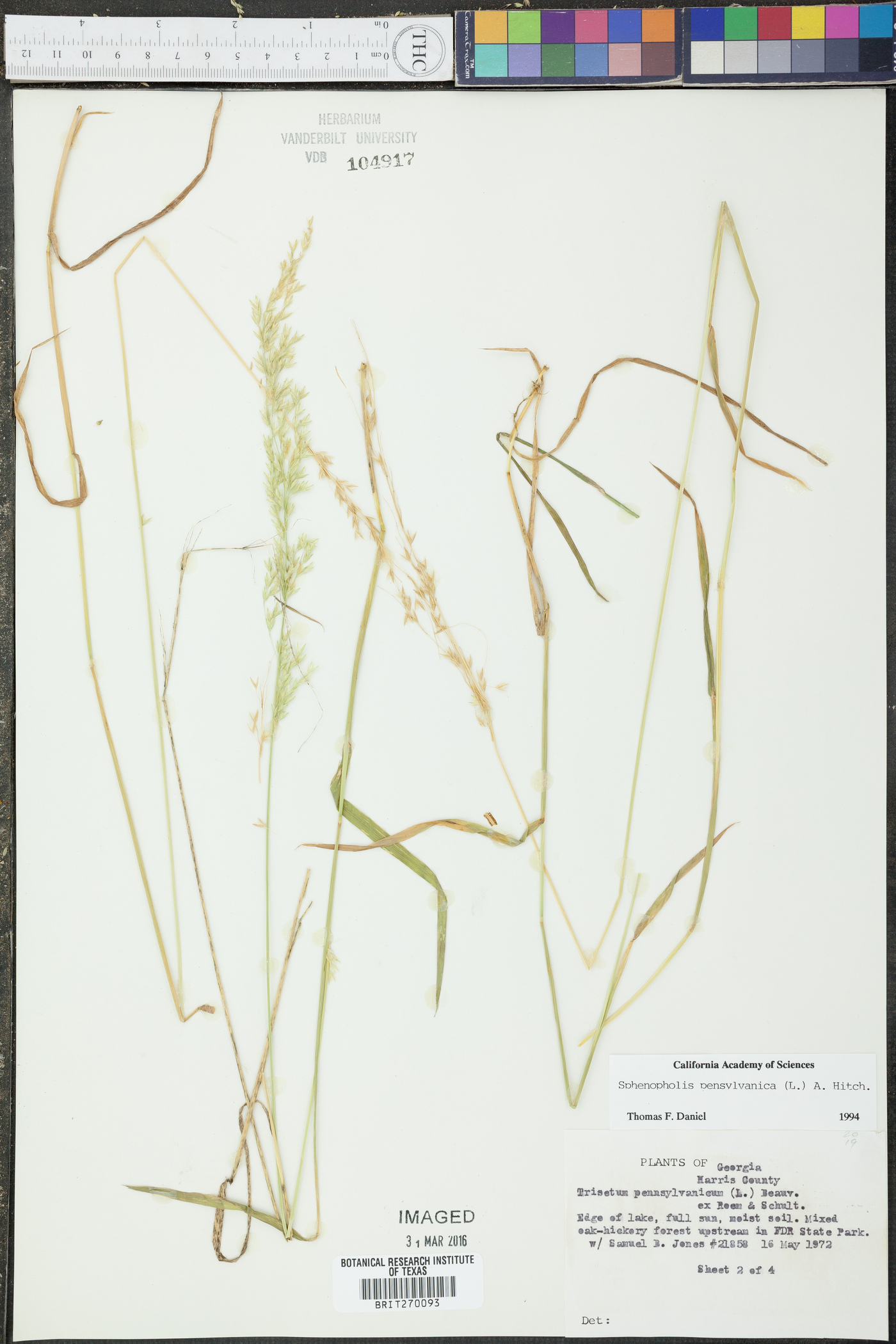 Sphenopholis pensylvanica image