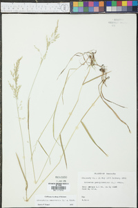 Sphenopholis pensylvanica image