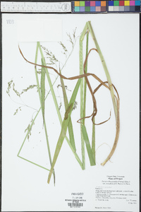 Torreyochloa pallida image